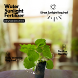 Chuma Koorka / Iruveli (Coleus Zeylanicus) Medicinal Live Plant (Home & Garden)