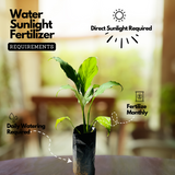 Peace Lily (Spathiphyllum) Flowering/Ornamental Live Plant (Home & Garden)