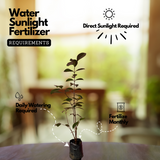 Strawberry Guava / Red Guava (Psidium cattleianum) Fruit Live Plant (Home & Garden)