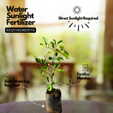 Lemon / Cherunaranga (Citrus limon) Fruit/Ornamental Live Plant (Home & Garden)