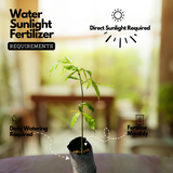 Agarwood / Oud / Oodh Wood Tree (Aquilaria agallocha) Ornamental Live Plant (Home & Garden)