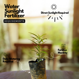 Mahkota Dewa / God's Crown (Seedling) Fruit Plant (Phaleria macrocarpa) Fruit/Medicinal Live Plant (Home & Garden)