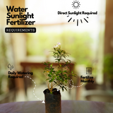 Flowering Plant Birth Star: Thiruvathira (Plant:Nandyarvattam / Pinwheel Flower / Crape jasmine) (Tabernaemontana divaricata) Flowering / Ornamental Live Plant (H&G)