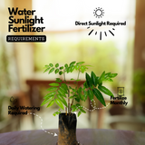 Japan Cheera / Madhura cheera / Mysore cheera (Sauropus Androgynus) Ornamental/Medicinal Live Plant (Home & Garden)