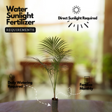 Sayagra Palm Plant (Syagrus romanzoffiana) Ornamental Live Plant (Home & Garden)