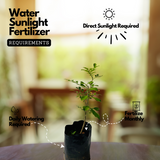 Maramulla (Murraya paniculata) Flowering/Ornamental Live Plant (Home & Garden)