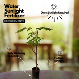 Moringa / Muringa / Drumstick Tree (Layered) (Moringa oleifera) Fruit/Ornamental/Medicinal/ Live Plant (Home & Garden)