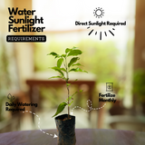 Litchi / Lychee (Litchi chinensis) Fruit Live Plant (Home & Garden)