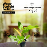 Philodendron Ceylone Gold (Philodendron erubescens) Ornamental Live Plant (Home & Garden)
