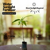 Noni Fruit / Indian mulberry (Morinda citrifolia) Fruit/Medicinal Live Plant (Home & Garden)