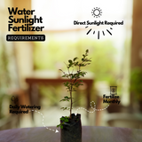 Jaboticaba Precoce / Jabuticaba / Maramunthiri (Plinia cauliflora) Fruit Live Plant (Home & Garden)