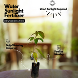 Langsat | Lanzones ( Lansium Domesticum ) Fruit Live Plant (Home & Garden)