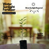 Yesterday Today and Tomorrow Plant / Sunday Monday (Brunfelsia pauciflora) Flowering/Ornamental Live Plant (Home & Garden)