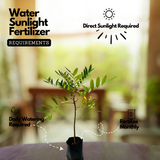 Lakshmi Taru Plant / Paradise Tree / Bitterwood (Simarouba Glauca) Ornamental/Medicinal Live Plant (Home & Garden)
