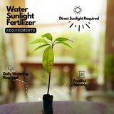 Cocoa Fruit (Theobroma cacao) Fruit Live Plant (Home & Garden)