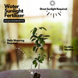 Garlic Vine - ( Mansoa alliacea )Flowering/Ornamental/Medicinal/ Creeper Live Plant (Home & Garden)