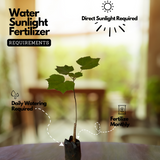 Changing Rose (Hibiscus mutabilis) Flowering/Ornamental Live Plant (Home & Garden)