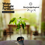 Sita Ashoka Plant / Ashoka Tree (Saraca asoca) Flowering/Ornamental Live Plant (Home & Garden)