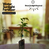 Thailand All Season Mango ( Mangifera indica ) Grafted Fruit Live Plant (Home & Garden)