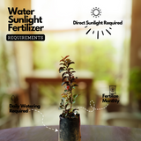 Miniature Strawberry Guava / Red Guava (Psidium cattleianum) Fruit Live Plant (Home & Garden)