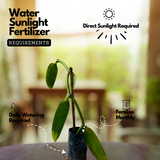 Vanilla Plant (Vanilla planifolia) Ornamental/Medicinal Live Plant (Home & Garden)
