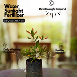 Miracle Fruit (Synsepalum dulcificum) Fruit Live Plant (Home & Garden)