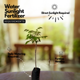 Sweet Ambazham / Ambarella (Grafted) (Spondias mombin) Fruit Live Plant (Home & Garden)