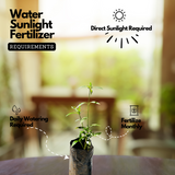 Thumba Plant (Leucas aspera) Flowering/Ornamental/Medicinal Live Plant (Home & Garden)