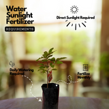 Longan Fruit / Dragon's Eye (Dimocarpus longan) Fruit Live Plant (Home & Garden)