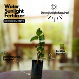 Mulberry (Morus alba) Fruit/Ornamental Live Plant (Home & Garden)