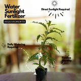 Abiu ( Pouteria Caimito ) Fruit Live Plant (Home & Garden)