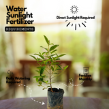 Melastoma Purple (Melastoma malabathricum) Flowering/Ornamental Live Plant (Home & Garden)