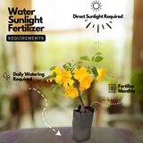 Cats Claw Creeper Plant (Hybrid , Multilayer) - Live Plant For Garden (Cats glow)