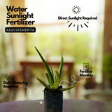 Aloe Vera / Kattarvazha (Aloe vera) Ornamental/Medicinal/ Live Plant (Home & Garden)