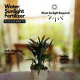 Raphis Palm / Lady Palm (Rhapis excelsa) Ornamental Live Plant (Home & Garden)