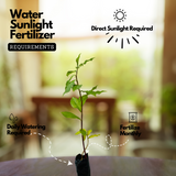 Insulin Plant (Chamaecostus cuspidatus) Flowering/Medicinal Live Plant (Home & Garden)