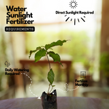 Peanut Butter (Bunchosia glandulifera) Seedling Fruit Live Plant (Home & Garden)