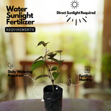 Bush Pepper / Kutti Kurumulaku (Piper nigrum) Fruit/Ornamental/Medicinal/ Live Plant (Home & Garden)