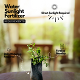 Brahmi Plant (Bacopa monnieri) Ornamental/Medicinal Live Plant (Home & Garden)