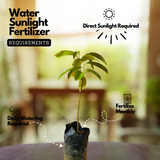 Rollinia Fruit / Biribǭ (Annona mucosa) Fruit Live Plant (Home & Garden)