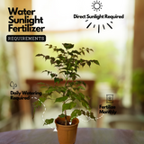 China Baby Doll (Radermachera sinica) Ornamental Live Plant (Home & Garden)