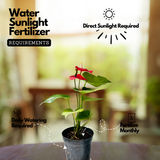 Red Anthurium (Anthurium andraeanum) Flowering/Ornamental Live Plant (Home & Garden)