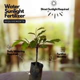 Nutmeg / Jaathi (Bud) ( Myristica fragrans ) Fruit/Medicinal Live Plant (Home & Garden)