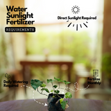 Thippali / Pippalli / Long pepper (Piper longum) Ornamental/Medicinal Live Plant (Home & Garden)