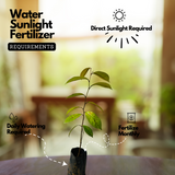 Star Apple / Milk fruit / Golden Leaf Tree (Arlo Chrysophyllum cainito) Fruit Live Plant (Home & Garden)