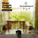 Nagalinga Plant / Cannonball Tree / Nagalinkam (Couroupita guianensis) Flowering/Ornamental Live Plant (Home & Garden)