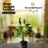 Philodendron Ceylon Green (Philodendron erubescens) Ornamental Live Plant (Home & Garden)