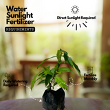 Flowering Plant Birth Star: Bharani (Plant: Chethi / Thechi / Ixora / Ixora coccinea) Flowering/Ornamental Live Plant (H&G)