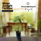 Curry Leaves / Curry Veppu (Murraya koenigii) Ornamental/Medicinal Live Plant (Home & Garden)