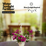 Hanging Bougainvillea / Paperflower (Bougainvillea glabra) Flowering/Ornamental Live Plant (Home & Garden)